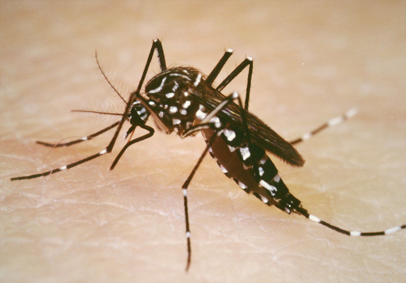Aedes mosquito